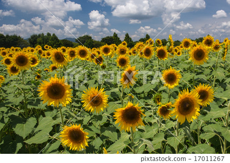 Sunflower field Sunflower field 17011267