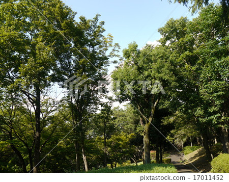 Summer's Toyoga hill North Park Summer's Toyoga hill North Park 17011452
