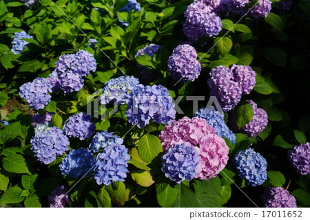 繡球 繡球 17011652