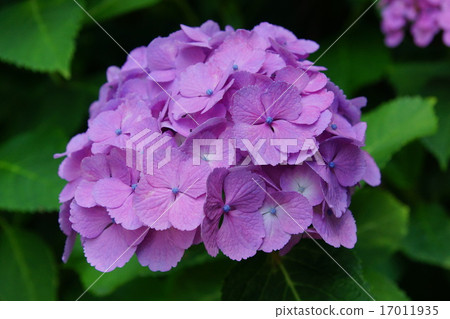 hydrangea hydrangea 17011935