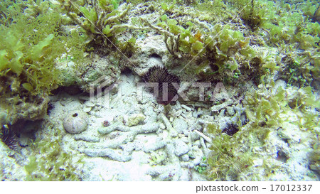 Sea anemones coral corner Philippines 17012337