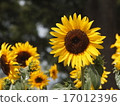 向日葵 17012396
