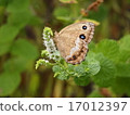 蝴蝶 17012397