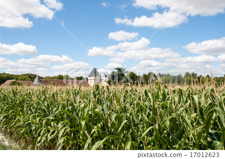 corn field in France with castle in background 17012623