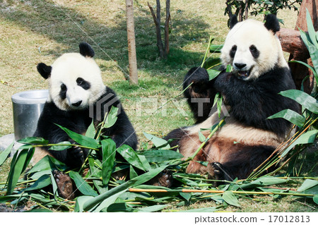 Two pandas eating bamboo 17012813