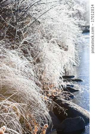 Frost hay in morning sunshine 17012814