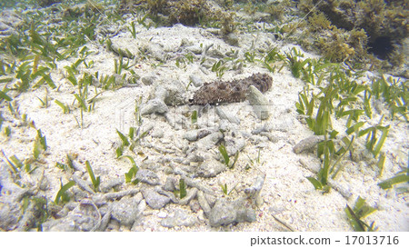 Sea cucumber moving in tentacles Philippines 17013716