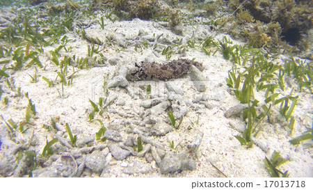 Sea cucumber moving in tentacles Philippines 17013718