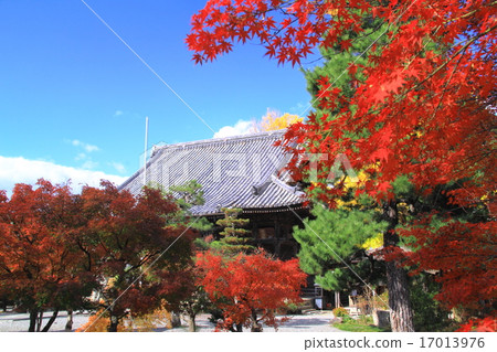 Kotaji(京都龜岡)的秋葉 Kotaji(京都龜岡)的秋葉 17013976