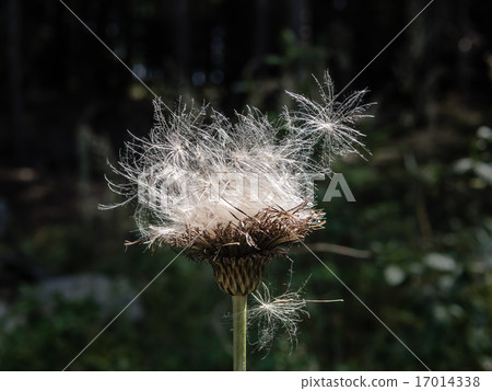 White and flutty thistle seeds 17014338