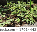 Morning glory from germination before pinching 17014442