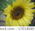 Sunflower late summer 17014680