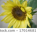 Sunflower late summer 17014681