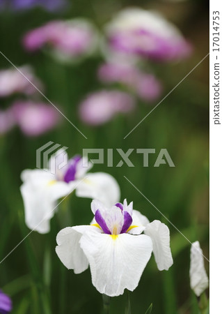 初夏的旋律 17014753