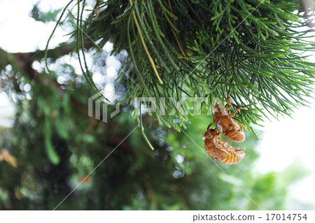 Cicada shell 17014754
