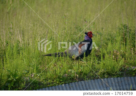 Pheasant 17014759