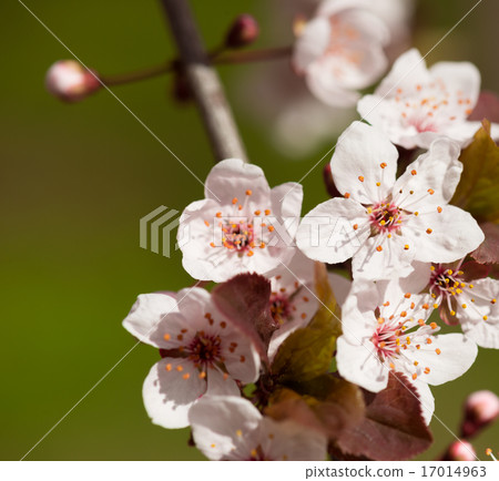 white cherry flowers in spring white cherry flowers in spring 17014963