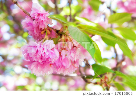 pink flower on tree. spring season 17015805
