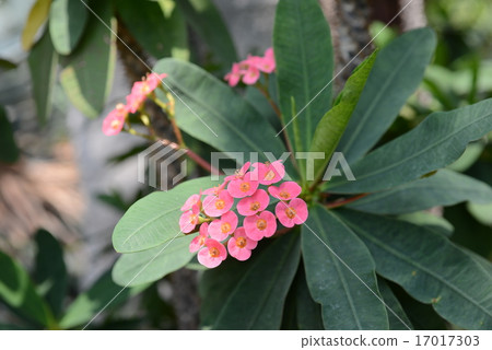 Hanakilin Hanakilin 17017303