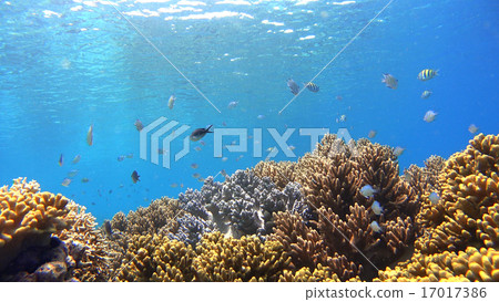 Tropical Fish Coral Reef Underwater Photography Philippines Tropical Fish Coral Reef Underwater Photography Philippines 17017386