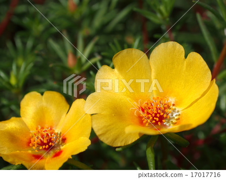 Matsuba button · Orange · Single bloom 17017716