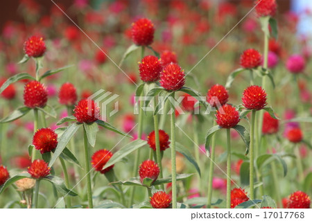 千日紅 千日紅 17017768