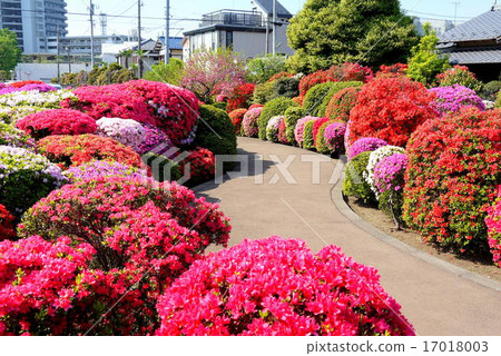 Karasuyama杜鵑花綠地（四月）東京都世田谷區 17018003