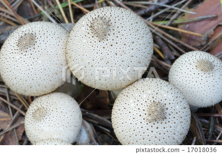 Hokoritake 17018036