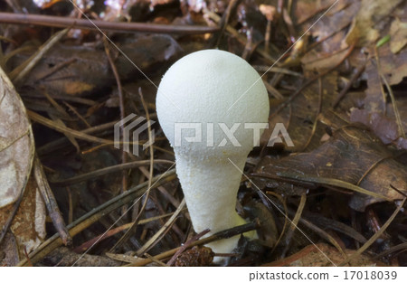 Kihokoritake Kihokoritake 17018039