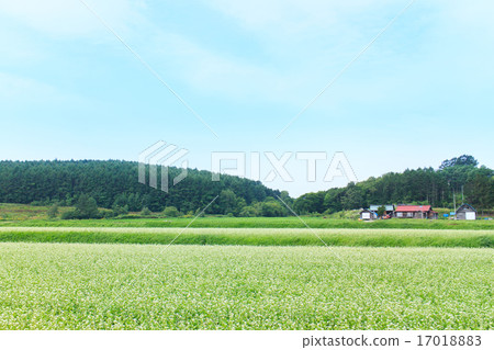 Buckwheat field 17018883