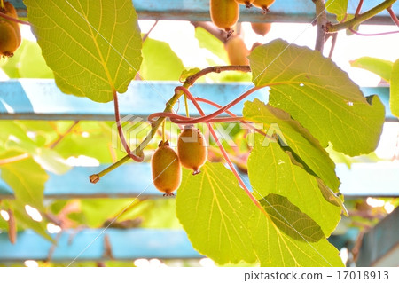 Fruit of kiwi Fruit of kiwi 17018913
