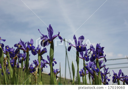 Kakuta-za Ayame Kakuta-za Ayame 17019060