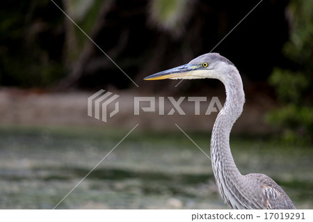 The Great Blue Heron on the Water at Malibu Beach 17019291