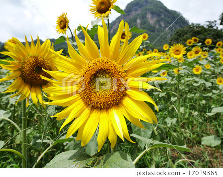Sunflower field 17019365