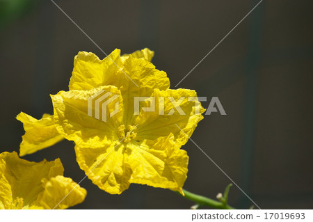 Loofah flowers 17019693