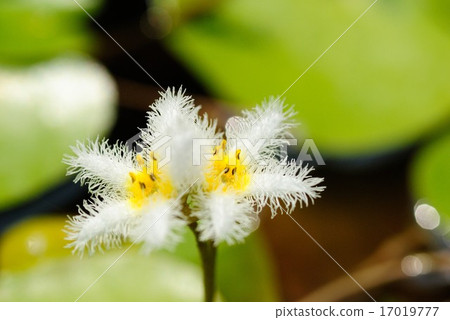 Gagaputa花 17019777