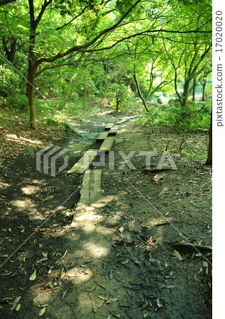 Promenade in the forest Promenade in the forest 17020020