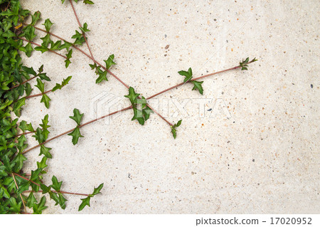 Green creeping plant on concrete background 17020952