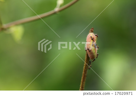 Murasaki的毛蟲幼蟲 17020971