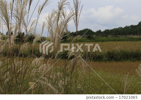 Miscanthus 17021065