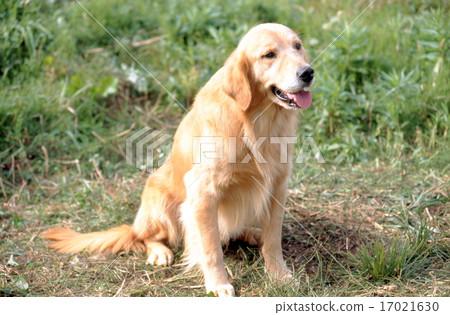 可愛的小狗 可愛的小狗 17021630