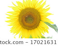 向日葵和蜜蜂 17021631