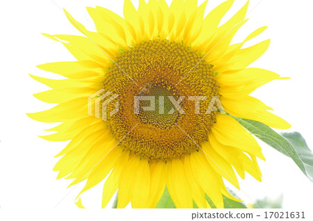向日葵和蜜蜂 向日葵和蜜蜂 17021631
