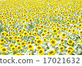 向日葵田 17021632
