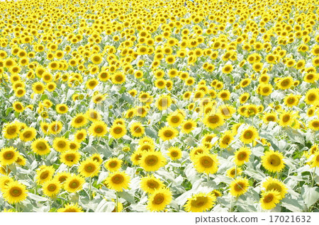 向日葵田 向日葵田 17021632