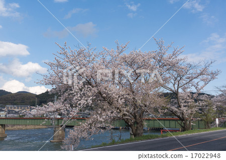櫻花沿京都的鴨川河 櫻花沿京都的鴨川河 17022948