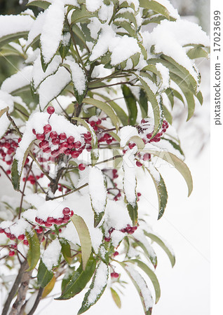 Snow in the red hundred million 17023699