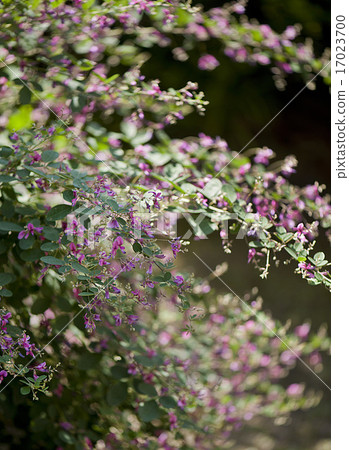 Hagi flower feels autumn Hagi flower feels autumn 17023700