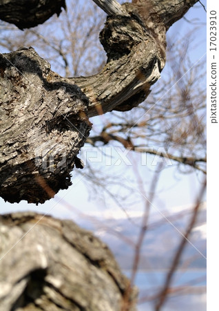 Old tree of Tazawako 17023910