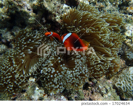銀蓮花魚 銀蓮花魚 17024634